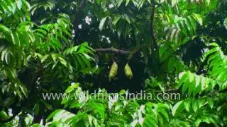 Castanospermum Australe or Morteton Bay Chestnut-The Lucky Bean