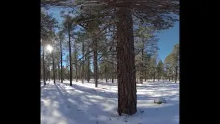 Immersive Hike in Snowy Forest, VR180 6k