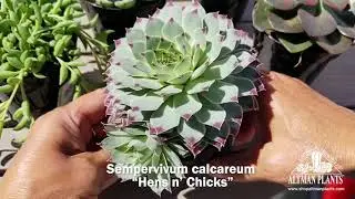 Quick Peek: Sempervivum calcareum &ldquo;Hens n&rsquo; Chicks&rdquo;