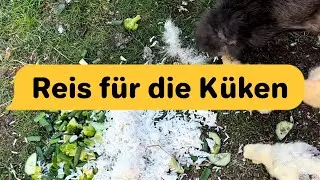 Lecker Reis #h&uuml;hner #huhn #k&uuml;ken #tiere #chicken #chickens #chicks #animals #farm #farming #eggs