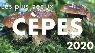 Cèpes : les plus beaux de 2020