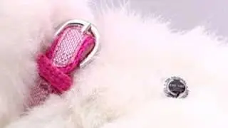 The Cat Collection