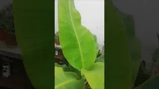 Mira esta hoja de mi platanera en maceta #garden #banana #frutales #nature #shorts #guineo #plants