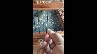 JANTAN APA BETINA..?? Trotolan Tledekan Mini // Sulingan Mini