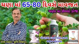 ચણામાં 65-80 દિવસે છેલ્લી માવજત : પોપટા મોટા અને વજનદાર કરવા | Chana Ni Kheti | ચણા | Chickpea