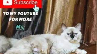 #cat 😻❤️ #cats #public #viralvideo #subscribe #youtubeshorts #youtube #subscribe #tranding #catvid