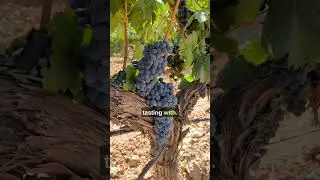 The BEST day trip for wine lovers from Madrid (Ribera del Duero)