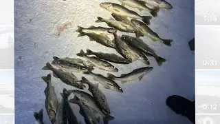 Early Ice Upper Red Lake Walleyes