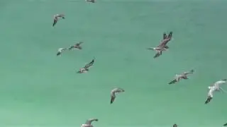 Wildlife in the Gulf of Mexico