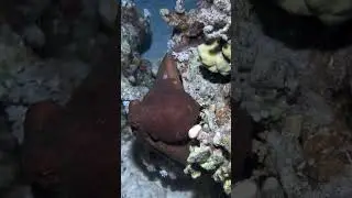 Octopus 🐙 showing his skills at night