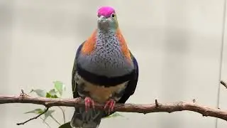 Superb Fruit-Dove ♂&♀︎  4K