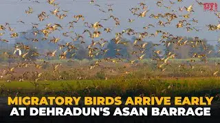 Migratory birds begin arriving early at Dehradun's Asan Barrage