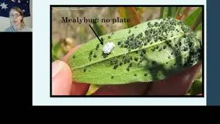 Video 11 - Sternorrhyncha part 3: Scales, mealy bugs, spruce aphids, and jumping plant lice
