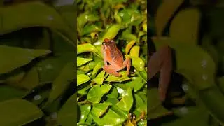 Unbelievable Jungle Sounds! Listen to the BUSH FROG Call. #bushfrog #frogs #frog #nightsounds #fyp