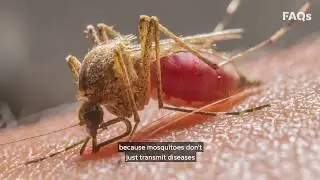 What are the Symptoms of West Nile Virus? Here's What to Look Out for this Mosquito Season