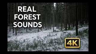 Real Forest Sounds | Daytime Nature Ambience (ASMR) | 4 Hours