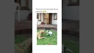 Dog's 🐕 love ❤️ cute puppy 😍 Dog lovers whatsapp status video | Tiktok dogslover