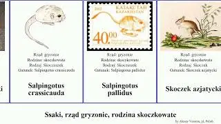Ssaki, rząd gryzonie, rodzina skoczkowate mammal pallidus sibirica paradoxus Alaktaga Salpingotus