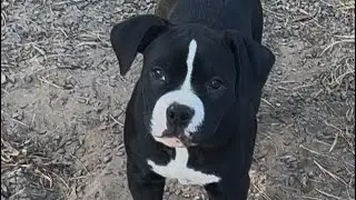 1 Female LEFT!! ABKC Registered Grand Champion Bloodline Pocket/Standard American Bully(203)641-9304