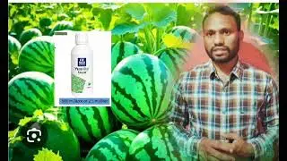 YaraVita Stopit Liquid Calcium | Strong Fruits & Quality Yield l Self Life | fruit weight| 