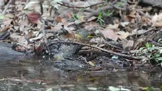 Sattal trip compilation