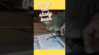 #short funny cat study book 📚👩&zwj;💻🐈🐈.