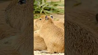 #Capybara cuteness overload #capybarasong #capybaracommunity #capybaratiktok #capybaraworld