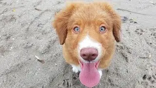Puppy Toller on his first big walk - Styx 3 months old
