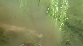Suction Harvester