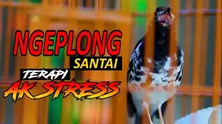 CEPAT RESPON!!  PANCINGAN ANIS KEMBANG NGEPLONG SANTAI, TERAPI AK YANG STRESS CEPAT BUNYI
