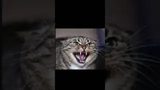 Cat Sound - Scary | cat sounds angry | angry cat sounds #shorts #kmsounds