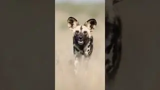 Incoming Danger | African Wild Dog
