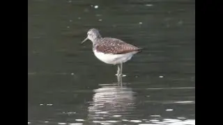 Witgat een steltlopertje in de Broekpolder van Vlaardingen