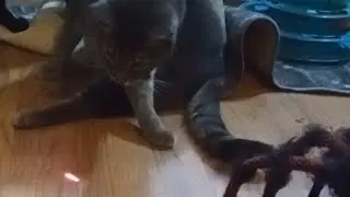 Tabby Cat Chasing Red Dot from Laser Pointer