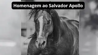 Luto na Vaquejada: Morre Salvador Apollo | Multicampe&atilde;o que Marcou a Hist&oacute;ria das Pistas