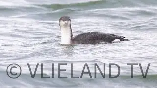 Bijzondere vogels op Vlieland...Parelduiker en Middelste Zaagbekken.