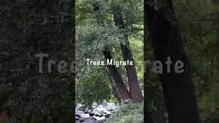 Climate Change Effects Trees Migration #changes #commonground #nature #hiphop #tupacshakur