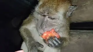 How to Persuade a Baby Monkey to Eat