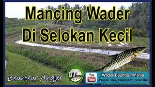 Mancing wader di selokan, beunteur mania sukabumi, Puntius binotatus , Rasbora, micro fishing