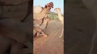 Camels Mating And Noises #Shorts #CamelsMating