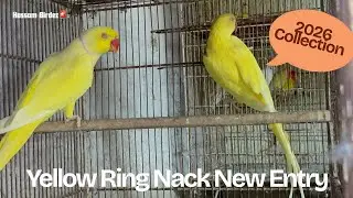 Yellow Ringneck 4 Pair Entry 🟡 | Birdroom Setup | Breeding Progress Update 🐦🔥&rdquo;