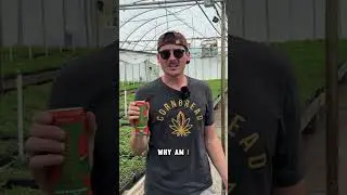 Growing Seltzers in a Greenhouse?! | Inside Our Hemp-Powered Process