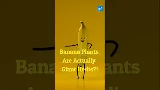 Banana Plants Are Actually Giant Herbs?! 🍌🌿