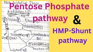 Non Oxidative phase of Pentose Phosphate Pathway | HMP-Shunt pathway
