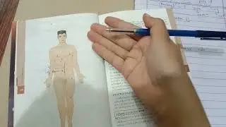 General Anatomy Basics (general terms)