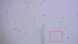 Application of EzScope Live Cell Imaging System - Adipose-derived Stem Cells │Blue-Ray Biotech