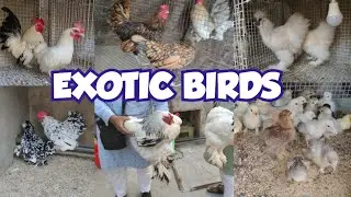 Exotic Birds Chickens Setup Available in Hyderabad Khilwat | Fancy Chicken in Hyderabad