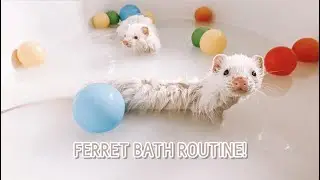 How To Bathe Your Ferret | Ferret Bath Routine!