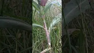 harvest wild lettuce sap #homesteading #apothecary #homeremedies #prepping