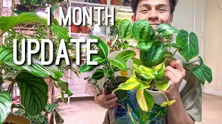 1 Month Update on Gabriella Plants | Online Plant Order
